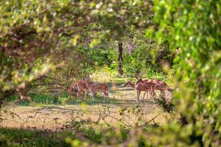 a group of axis deer are standing on a glade in the Yala Nationalpark on the tropical island Sri Lanka in the Indian Ocean during a jeep safari tourの写真素材
