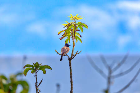A red-vented bulbul, an exotically bird, is sitting on a twig in Asia on the fascinating tropical island Sri Lankaの写真素材