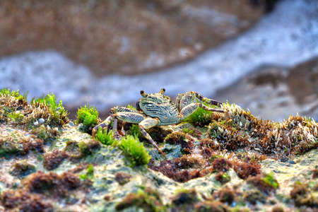 A big crab with interesting ornament shoos over a coral reef at the wild Indian Ocean in Asia on the fascinating tropical island Sri Lankaの写真素材