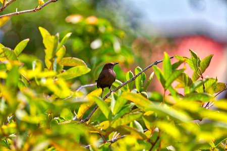 A brown bird is sitting on a tree and is looking into a gorgeous landscape on the tropical island Sri Lanka in Asia in the Indian Oceanの写真素材