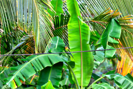 An exotically bird, a bee-eater, is sitting on a power line in front of a big banana palm tree in...