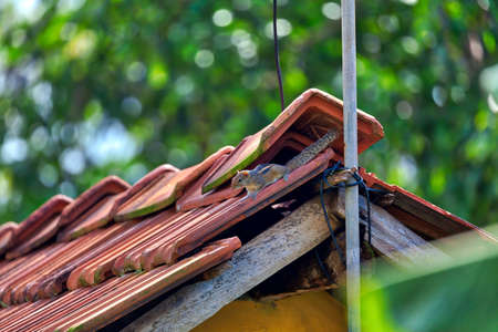 The squirrel, a little chipmunk, is sitting on a roof of a building in Asia on the fascinating tropical island Sri Lankaの写真素材