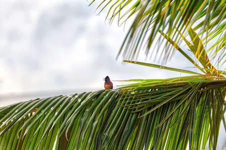 A red-vented bulbul, an exotically bird, is sitting on a twig in Asia on the fascinating tropical island Sri Lankaの写真素材