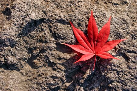 Single red leaf sitting on a rockの写真素材