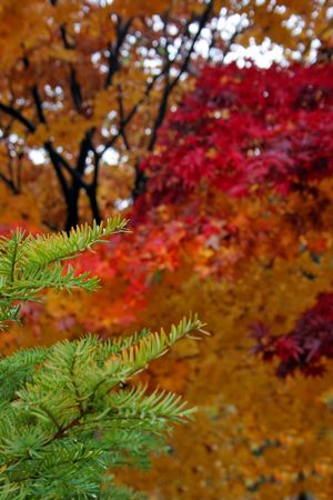 Colorful autumn leaves