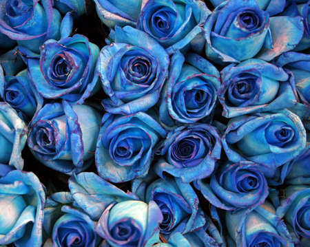 Close-up of a bunch of blue rosesの写真素材