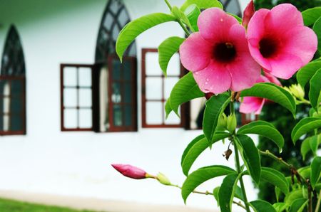 Pretty pink flowers in bloom in front of a churchの写真素材