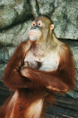 Giant ape with its arms foldedの写真素材