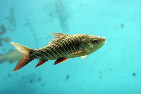 Exotic fish