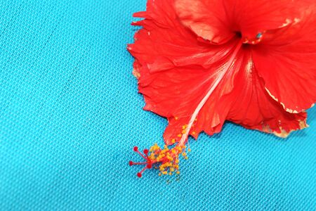 Red hibiscus flower on blue backgroundの写真素材