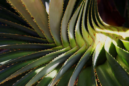 Close-up of tropical plantの写真素材