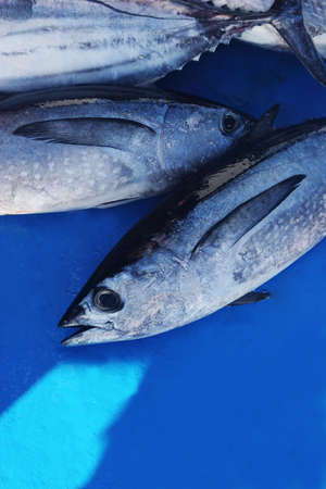 Freshly caught fish on blue backgroundの写真素材