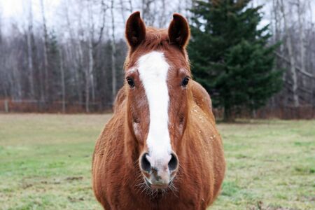 Brown horse with a white stripe down it's noseの写真素材