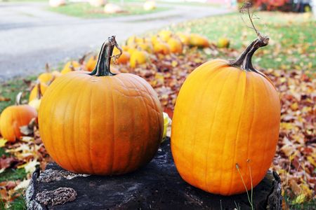 Two bright orange pumpkins on a tree stump