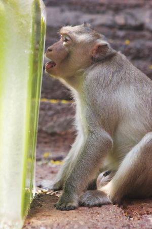 A monkey enjoys a treat at the annual Monkey Buffet Festival at the Pra Prang Sam Yot temple in Lopburi province, 150km (94 miles) north of Bangkok, November 26, 2006. More than 2,000kg of fruits and vegetables were used during the festival to promote touの写真素材