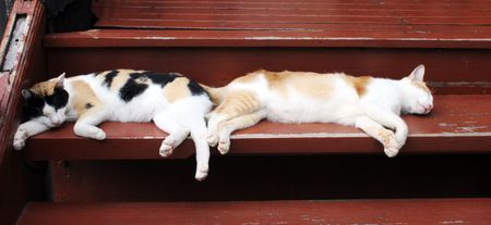 Two cats sleeping side by side