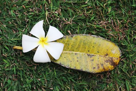 Fragapani flower and a leaf on grass - tropical Thailandの写真素材