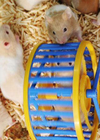  hamsters playing on a wheelの写真素材