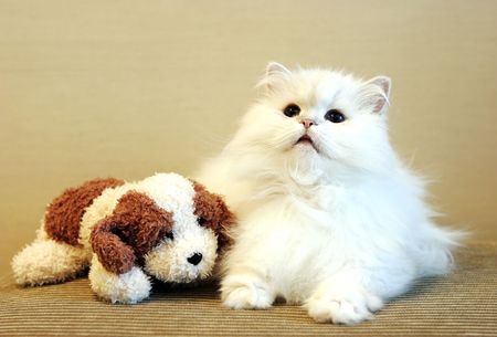 Beautiful white Persian cat with a toy dogの写真素材