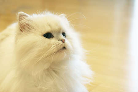White fluffy Persianの写真素材
