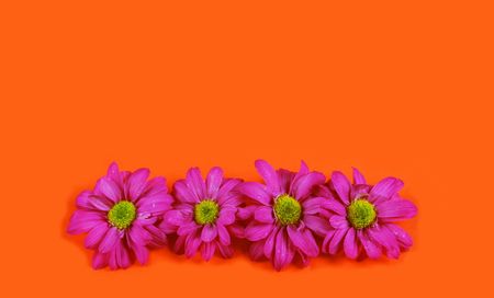 Pink flowers on an orange background.の写真素材