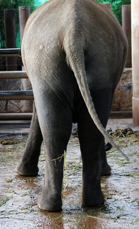 Back of an elephant.の写真素材
