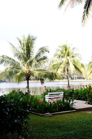 Park bench in a tropical bench.の写真素材