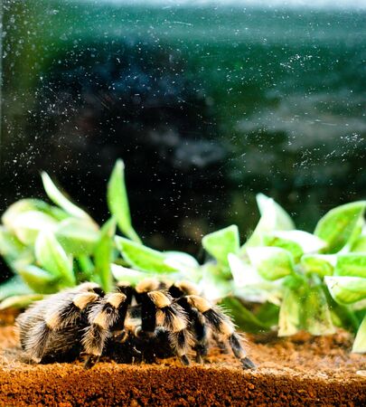 A dangerous tarantula spider in captivity.の写真素材