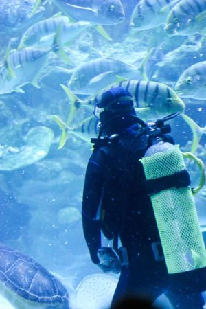 Giant fish in an aquarium being fed by a diver.の写真素材