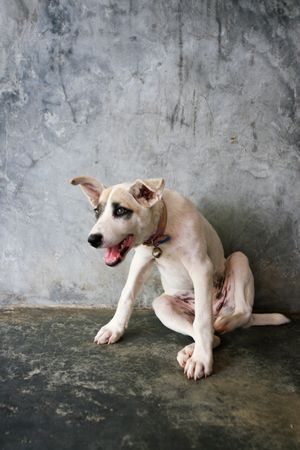 Cute canine portrait of a puppy.の写真素材
