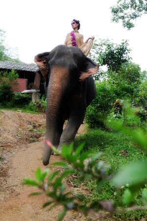 Fashion portrait of a model with an elephant.の写真素材