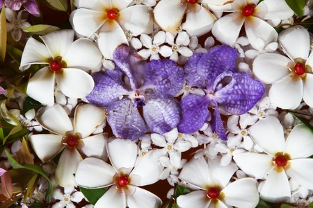 Tropical floral arrangement floating in water with flowers native to Thailand.の写真素材