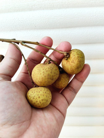 Longan fruit in hand on a background of the window with blinds