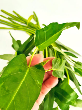 Close up of fresh Water Spinach leaves isolated on white background. Studio shot.