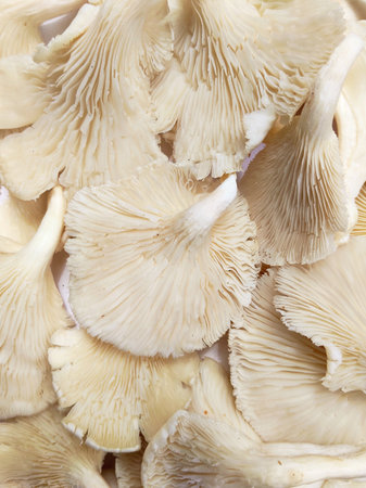 Fresh oyster mushrooms on a white background. Close-up.の写真素材