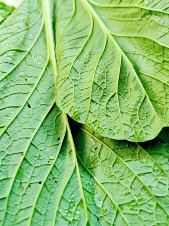 Fresh, vibrant green Choy Sum (Chinese Mustard Greens) on a bright, textured background. Perfect for...