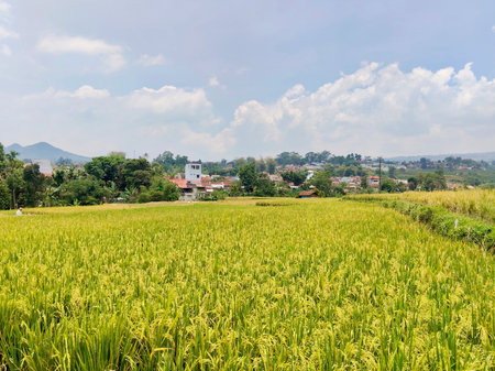 Golden yellow ripe rice paddy field stretching towards a peaceful village backdropの写真素材