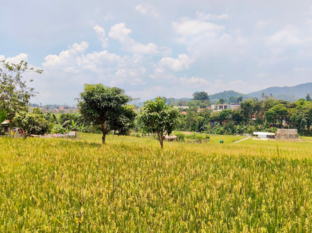 Vast cultivated rice crop view near Arjasari Bandung rural area under bright summer skyの写真素材
