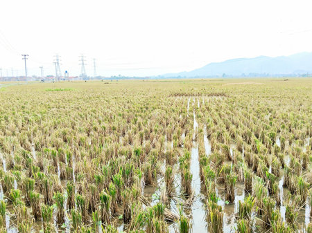 Rice seedlings in a paddy field, closeup of photoの写真素材
