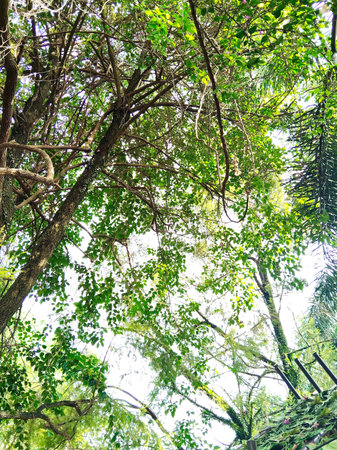 Looking Up Through Lush Tropical Forest Canopy on Sunny Day