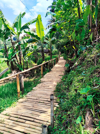 Tropical Pathway Crossing Vibrant Paddy Terrace Landscapesの写真素材