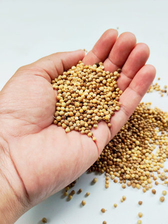 Small dried coriander seeds scattered on human hand and backgroundの写真素材