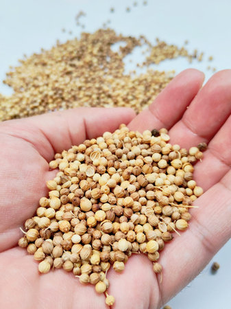 Aromatic coriander seeds for culinary and herbal medicine purposesの写真素材