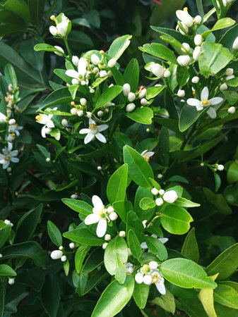Close Up Of Fragrant Calamondin Tree Flowers During Spring Seasonの写真素材