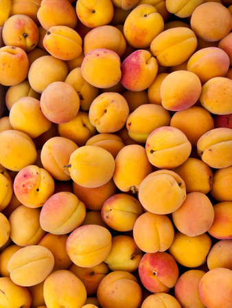 Fresh apricot yellow after harvestの写真素材