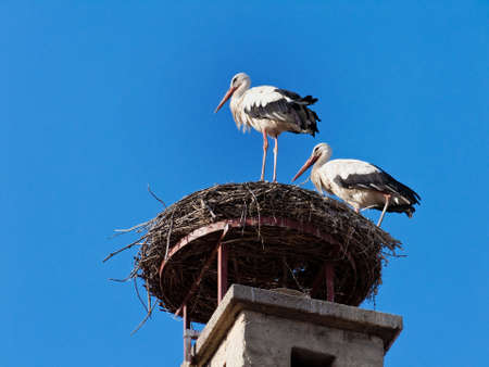 Two storks in the nest in Rust, Austriaの写真素材