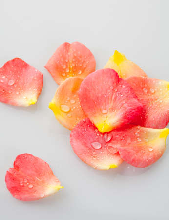 Orange blossom petals of a roseの写真素材