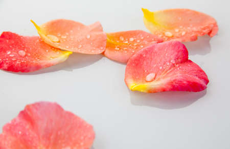 Orange blossom petals of a roseの写真素材