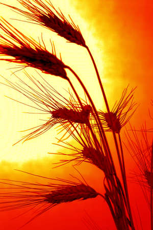 Corn field with barley from a Sunsetの写真素材