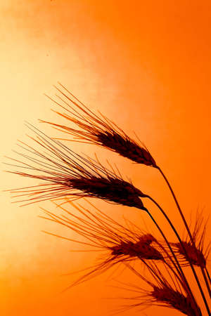 Corn field with barley from a Sunsetの写真素材